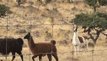 Animales encontradosen ranchos de César Duarte