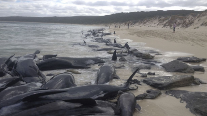 ballenas varadas en playa de Australia