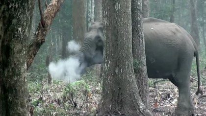 Elefante expulsando humo impresiona a investigadores