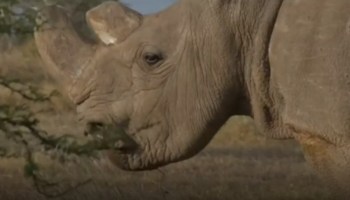 Sudan, el último rinoceronte blanco macho que existía en el mundo