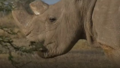 Sudan, el último rinoceronte blanco macho que existía en el mundo