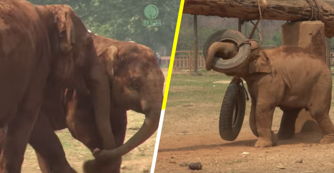 Elefante mamá le dice a su hijo que deje de jugar y venga a comer