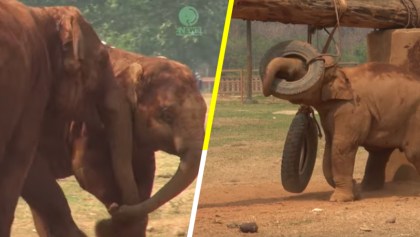 Elefante mamá le dice a su hijo que deje de jugar y venga a comer