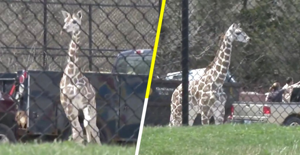 Una bebé jirafa se escapa de zoológico en Indiana