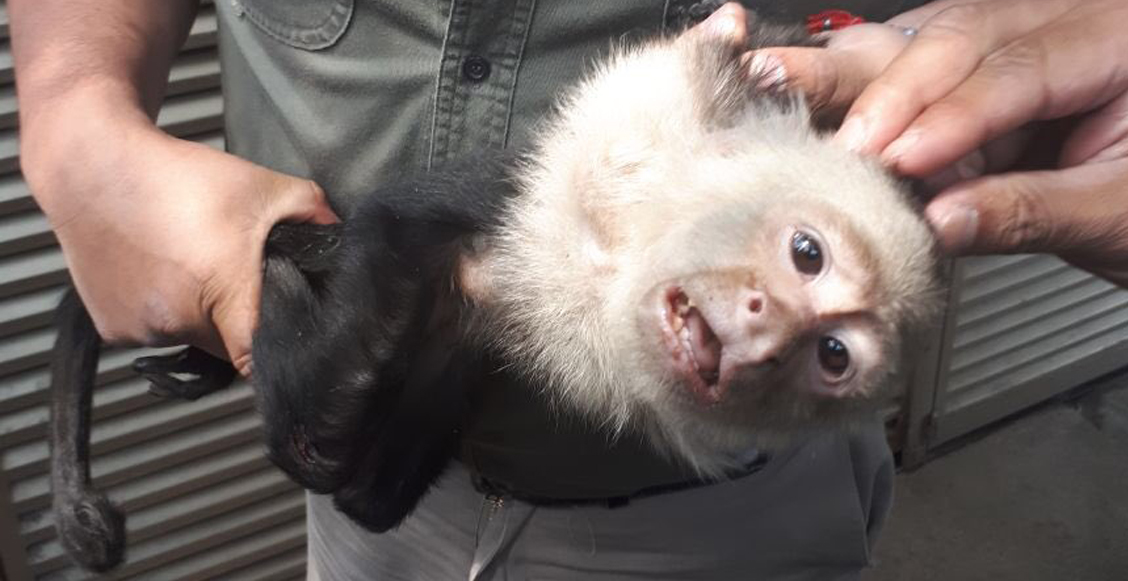 El mono capuchino de la CDMX ha sido detenido