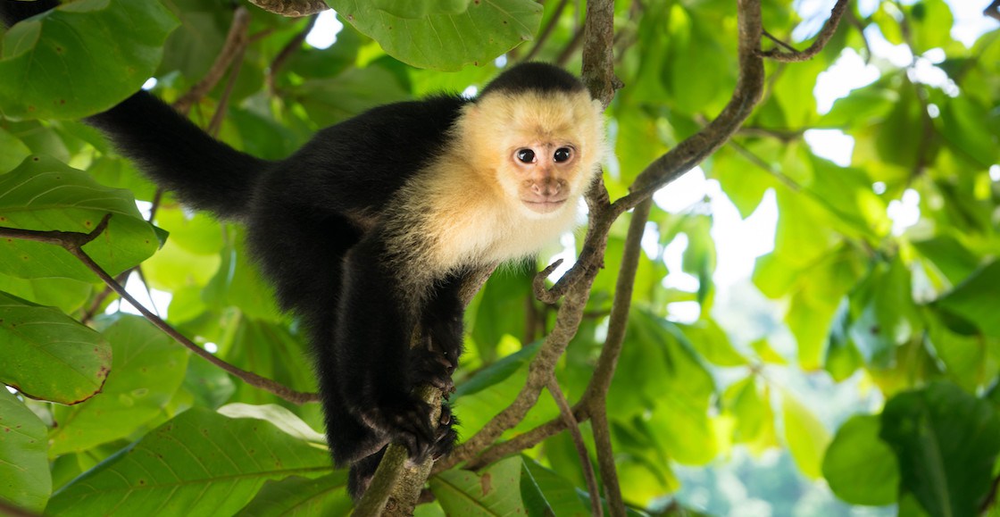 ¡Tiembla mono capuchino! Policias rescatan a Tucán en la CDMX