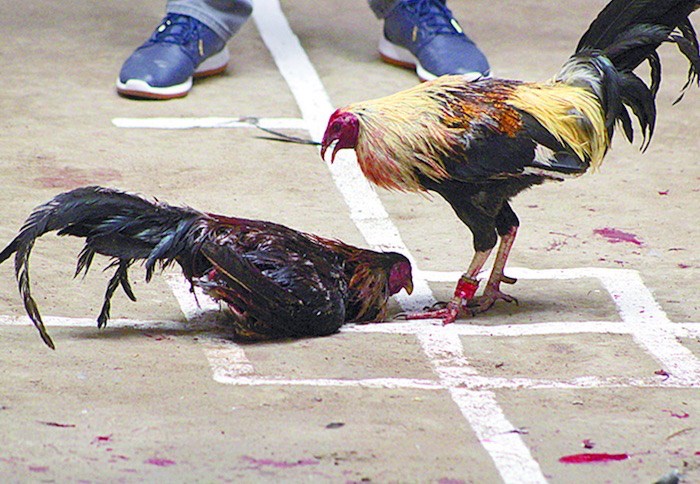 Pelea de gallos