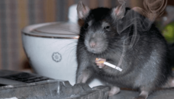Una de las ratas que presuntamente se comió 540 kilos de mota