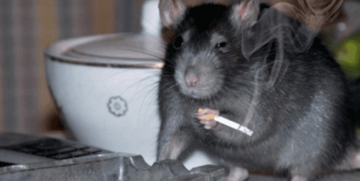 Una de las ratas que presuntamente se comió 540 kilos de mota