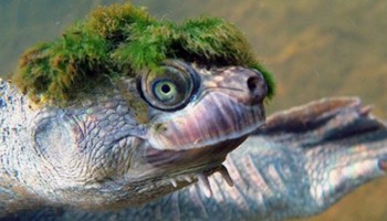 Esta tortuga ya entró en la lista de animales en peligro de extinción