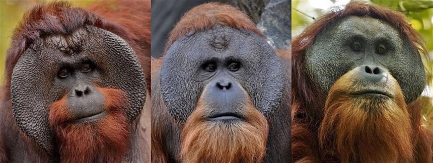Orangután de Indonesia