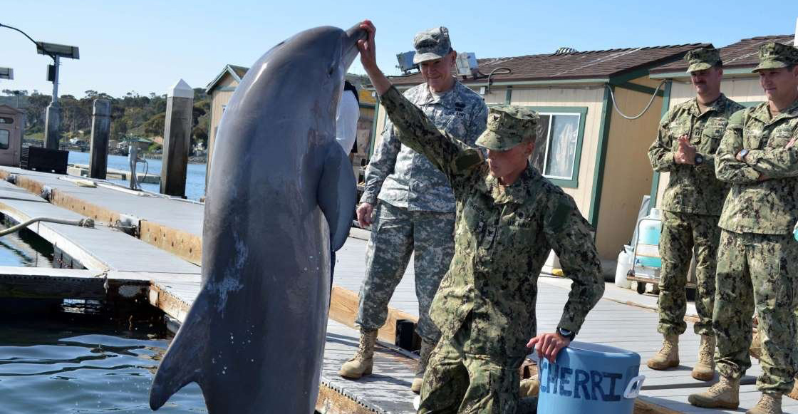 Entrenamiento militar delfines
