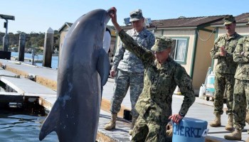 Entrenamiento militar delfines