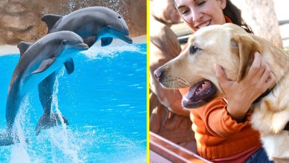Perros de asistencia y delfines