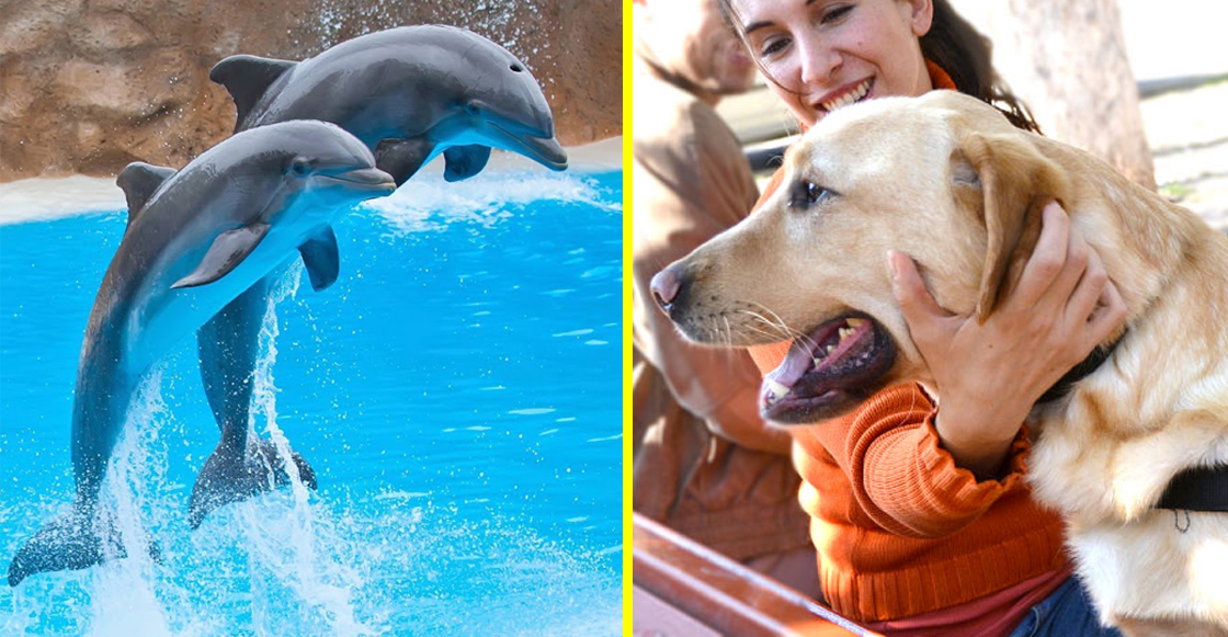 Perros de asistencia y delfines