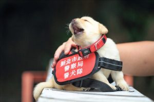 La policía de Taiwán recluta cachorritos para su unidad antibombas
