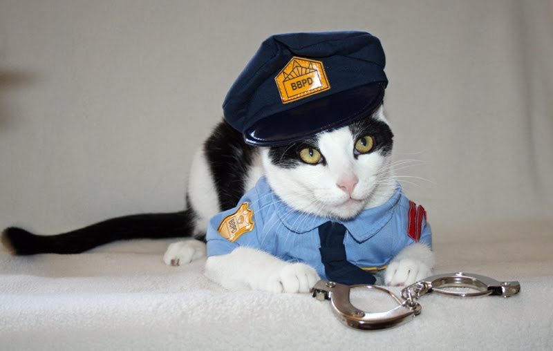 gato-policia