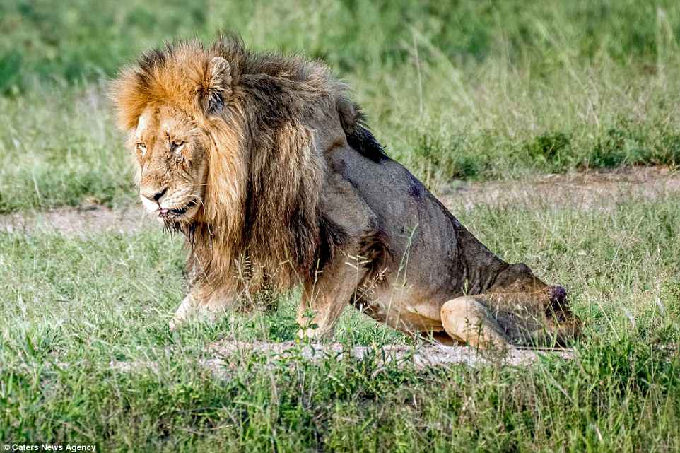 Las desgarradoras fotos de este león en sus últimos momentos de vida te  romperán el corazón ? 