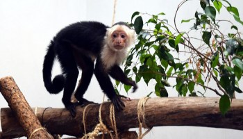 El mono capuchino en el Zoológico de Chapultepec