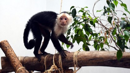 El mono capuchino en el Zoológico de Chapultepec
