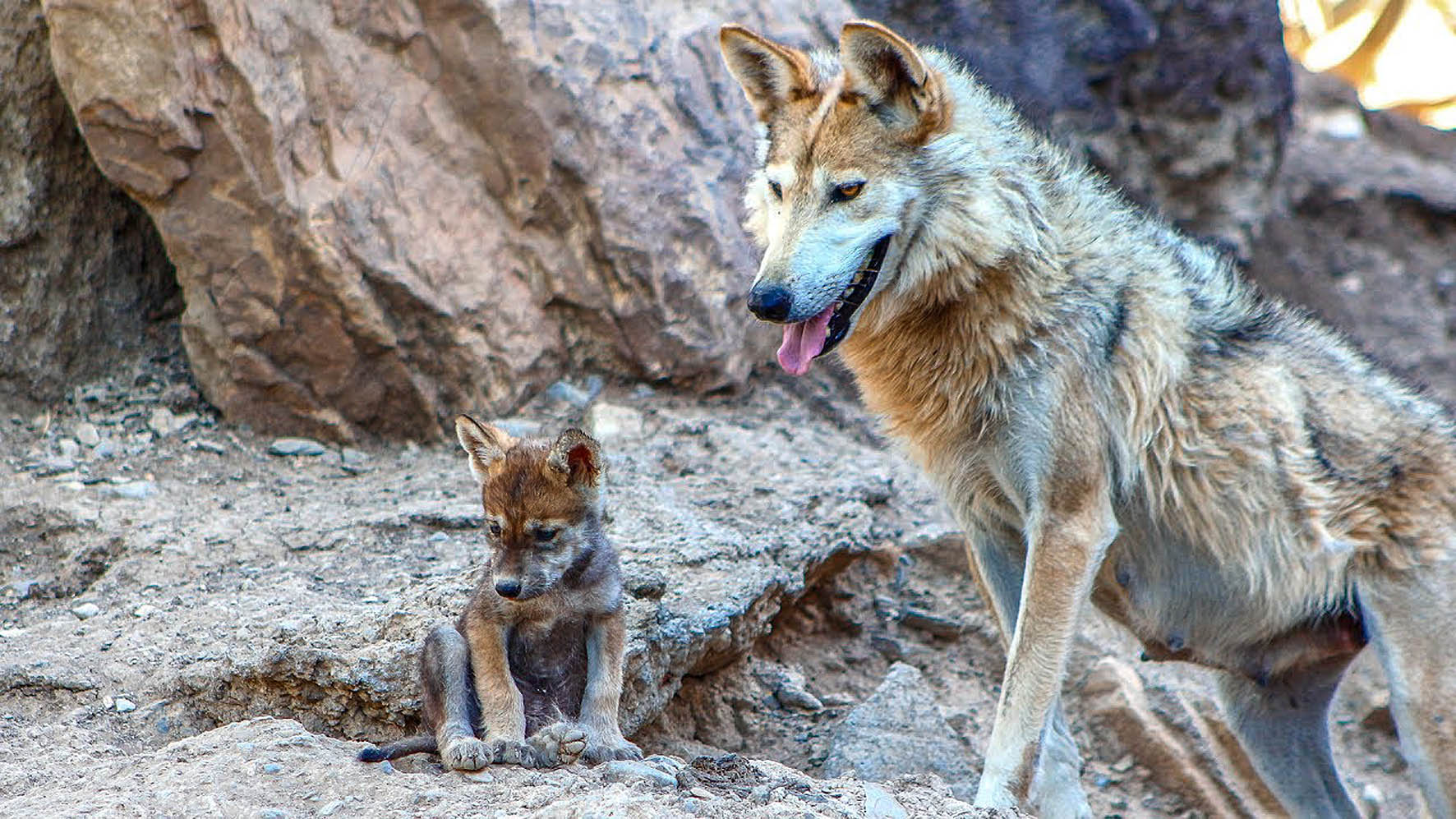 Declaran al lobo gris mexicano fuera de peligro