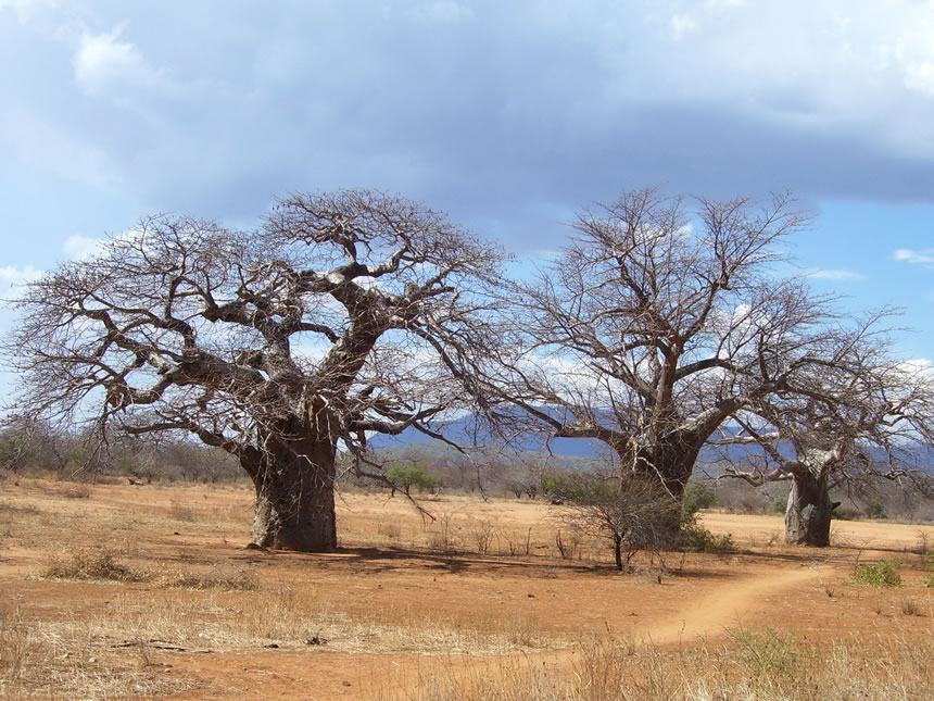 Árboles baobab se están muriendo en África