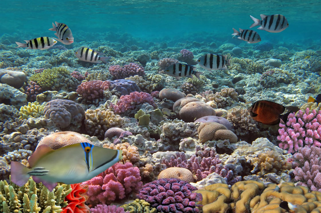 Barrera de arrecifes de Belice ya no está en peligro