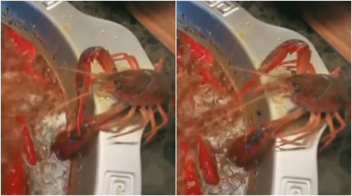 Cangrejo de río se amputa pinza