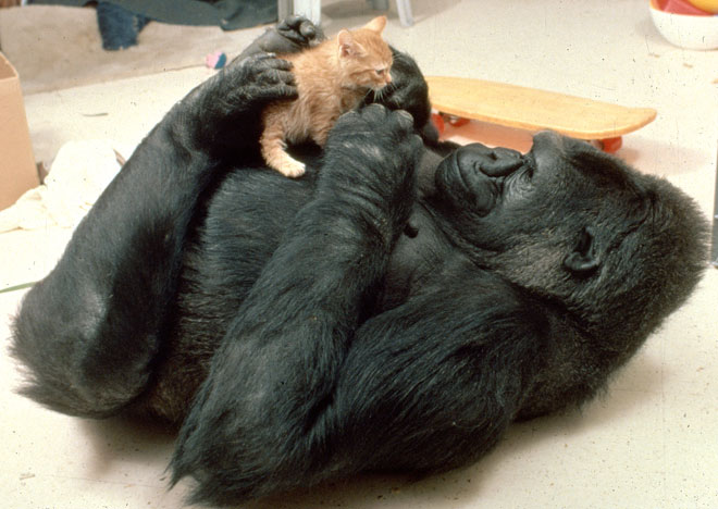 koko-gorila-gato