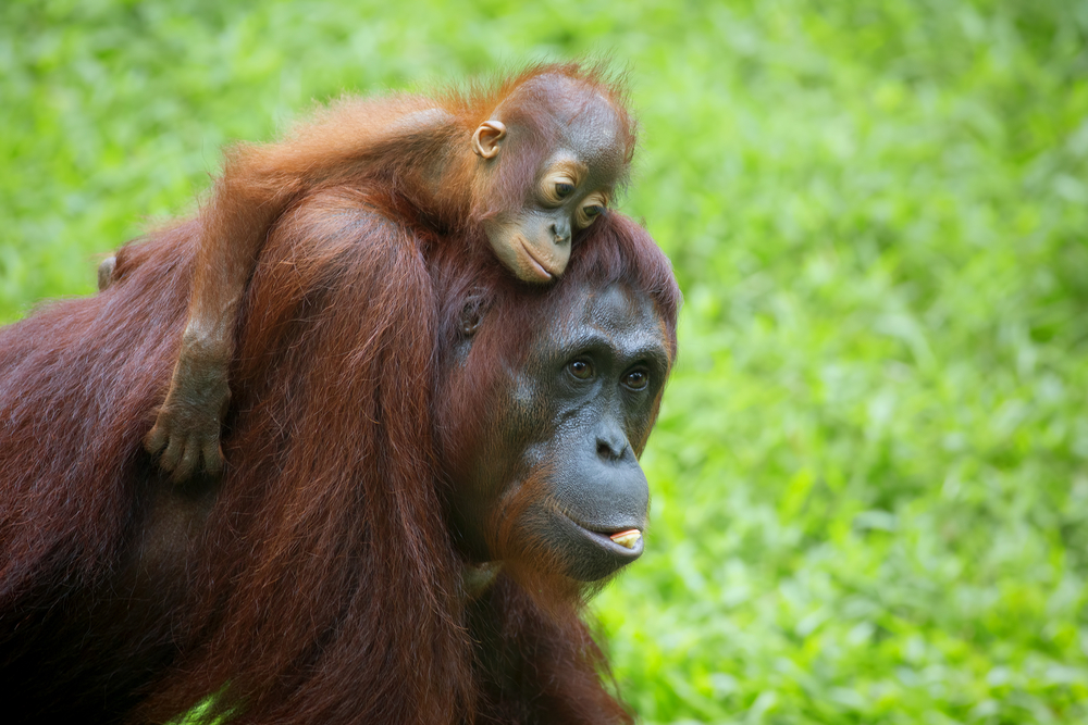 Orangutan defiende su hogar de excavadora