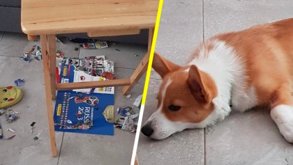 Un perrito se comió el álbum del Mundial de su dueña, pero gracias a la internet la historia tuvo un final feliz