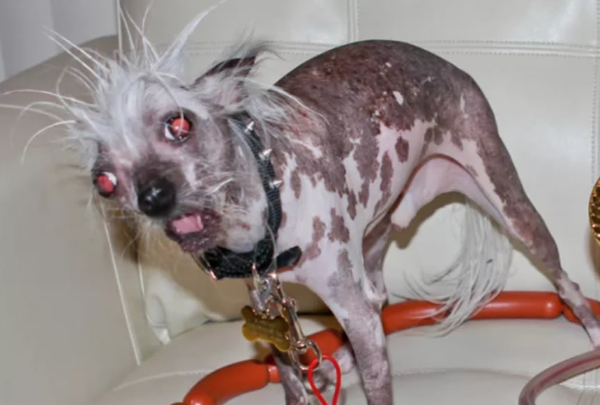 El perro más feo del mundo