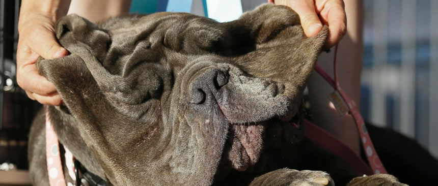 El es el perro más feo del mundo