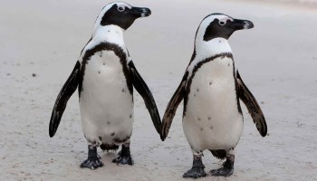 ¡Ternuringa! Esta pareja de pingüinos está rompiendo Internet