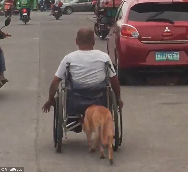 Aww! Un perro ayuda a su dueño empujándole la silla de ruedas