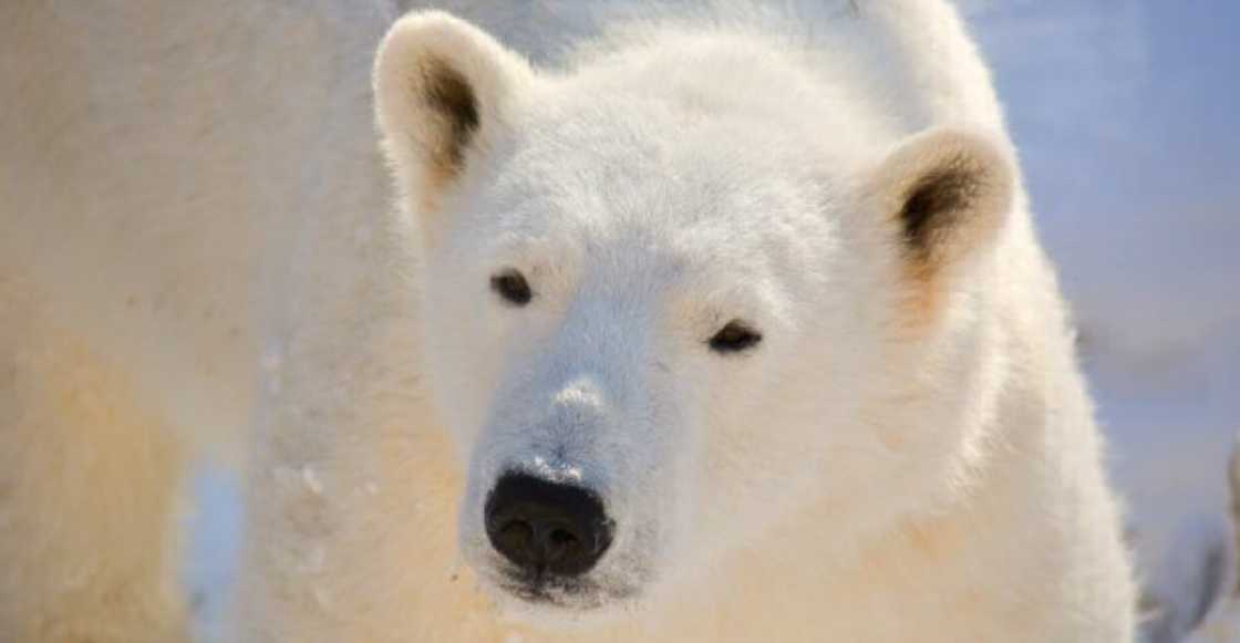 En Noruega matan a un oso polar por atacar a un guardia de turistas
