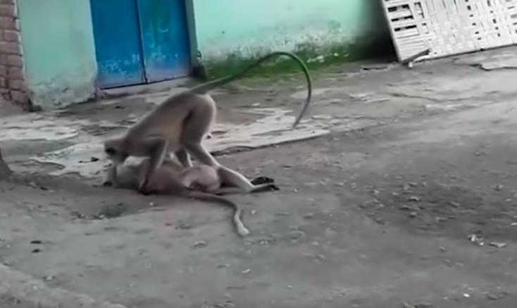 ¡Qué triste!: Un mono intentó revivir a su amigo electrocutado