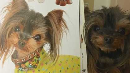 OMG! Esta peluquería canina en verdad transforma el look de los perritos