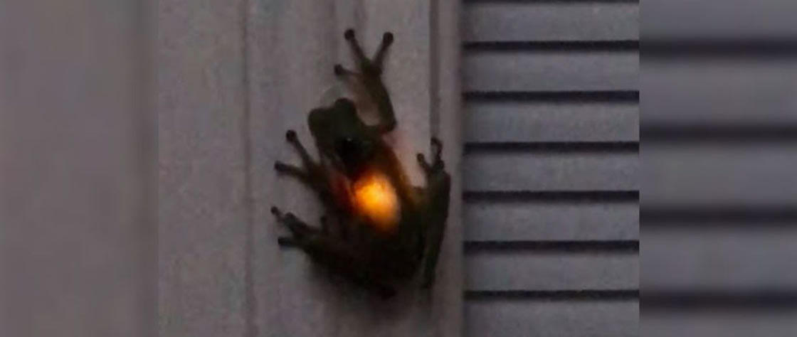 El curioso caso de la rana que emite luz tras comerse una luciérnaga