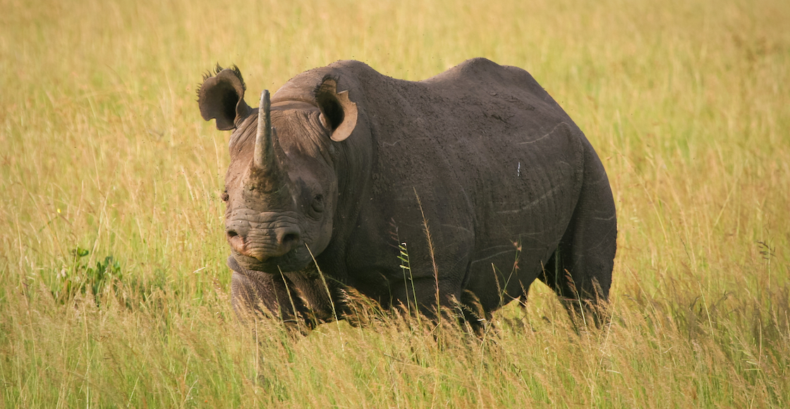 rinoceronte-negro-kenia-muerte
