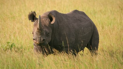 rinoceronte-negro-kenia-muerte
