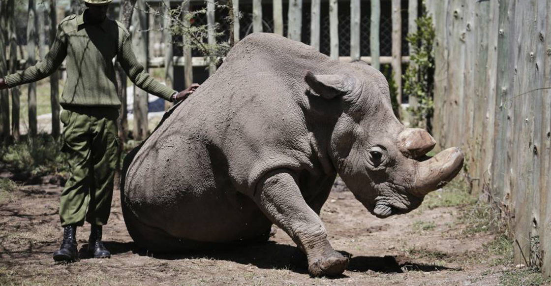 El rinoceronte blanco podría salvarse de la extinción con embriones de laboratorio