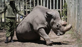 El rinoceronte blanco podría salvarse de la extinción con embriones de laboratorio