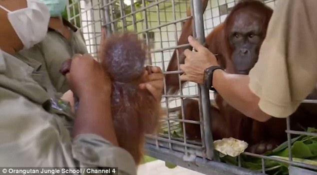 Esta orangután volvió a ver a su bebé y la abrazó