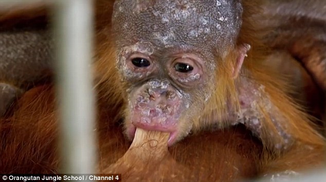 Esta orangután volvió a ver a su bebé y la abrazó