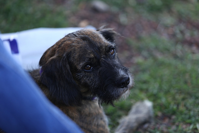 ¿Quieres adoptar un perrito? ¡Lánzate a esta feria en la Glorieta de Insurgentes!
