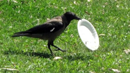 Francia entrenan cuervos para recoger basura