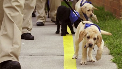 Promueven programa Dejando Huella para entrenar perros