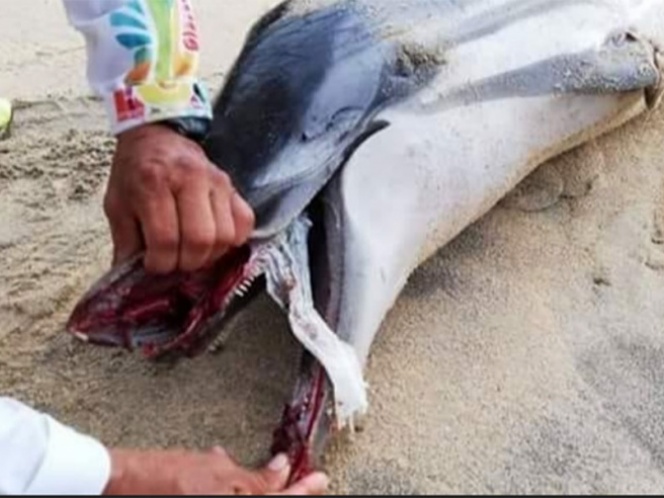 Aparece en playa de Oaxaca un delfin asfixiado por culpa de un paña