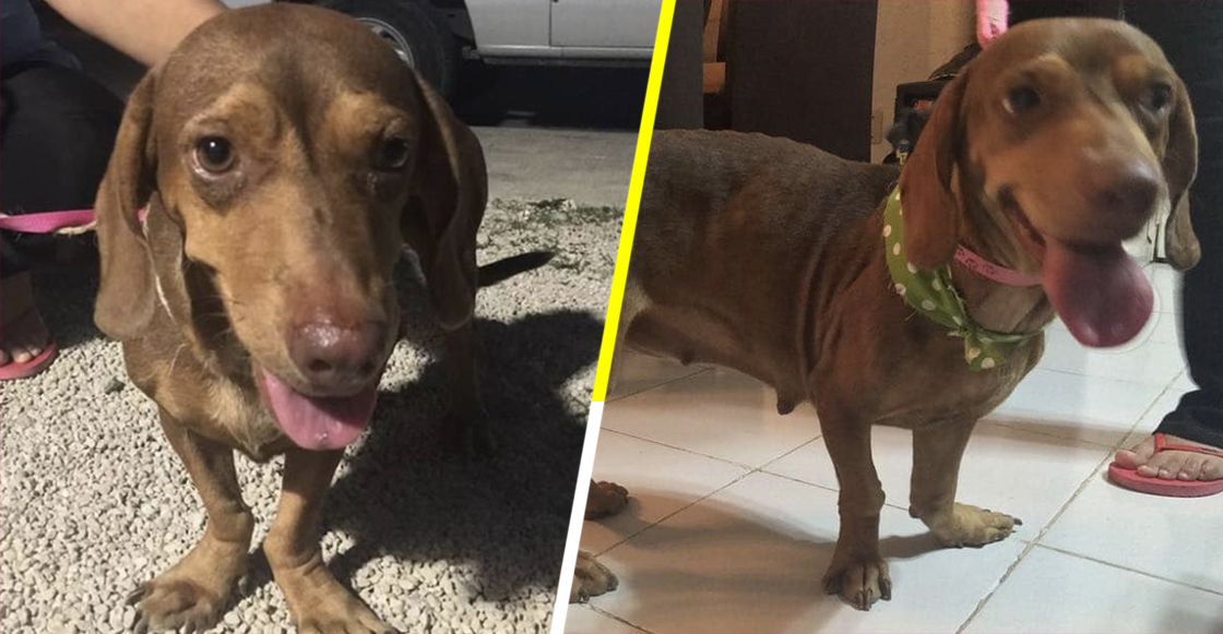 #JusticiaParaCanela: El caso de una perrita abusada sexualmente